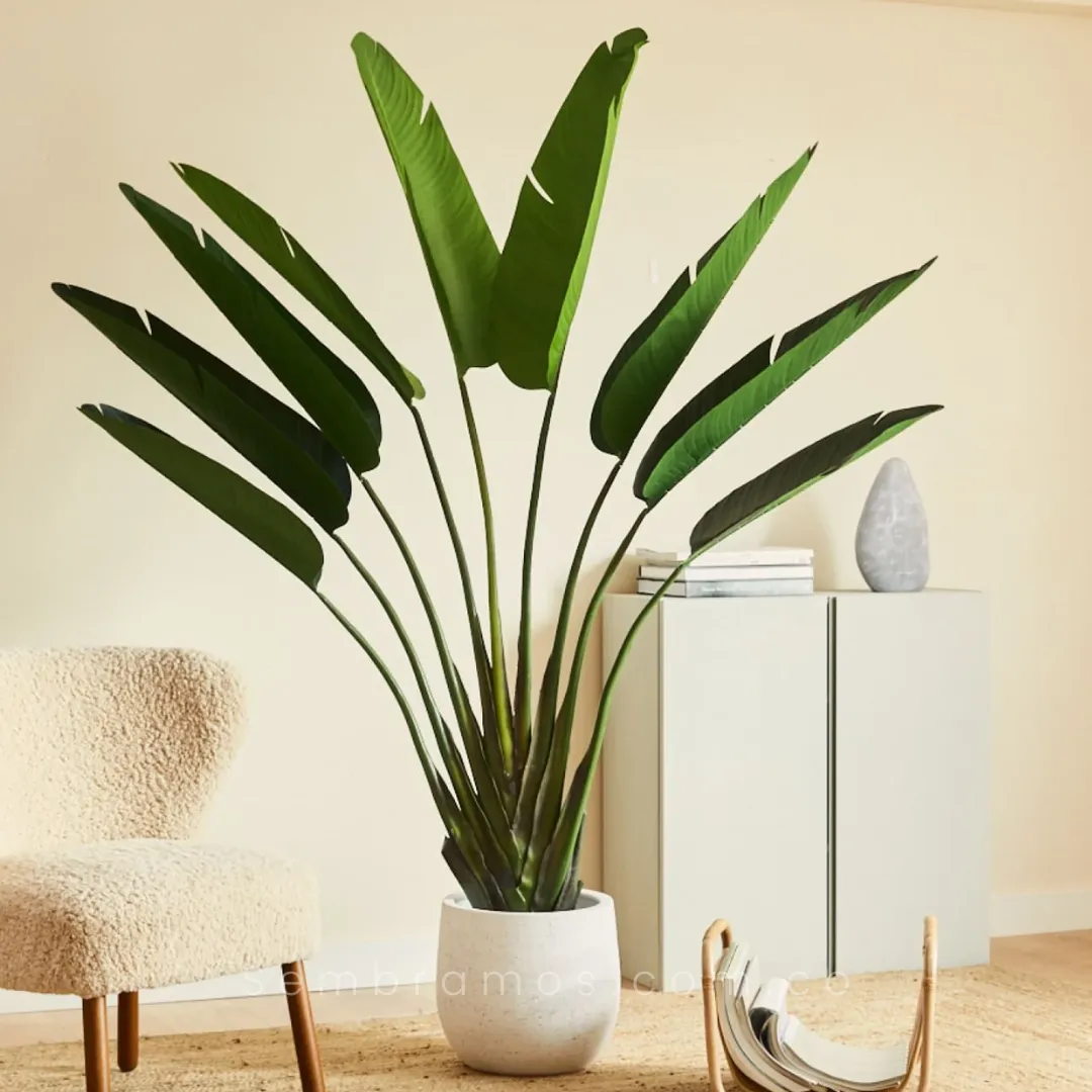 Planta Palma del Viajero - Imagen 3