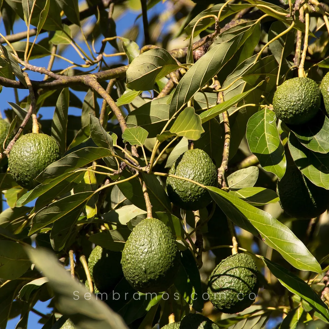 Árbol Aguacate Hass