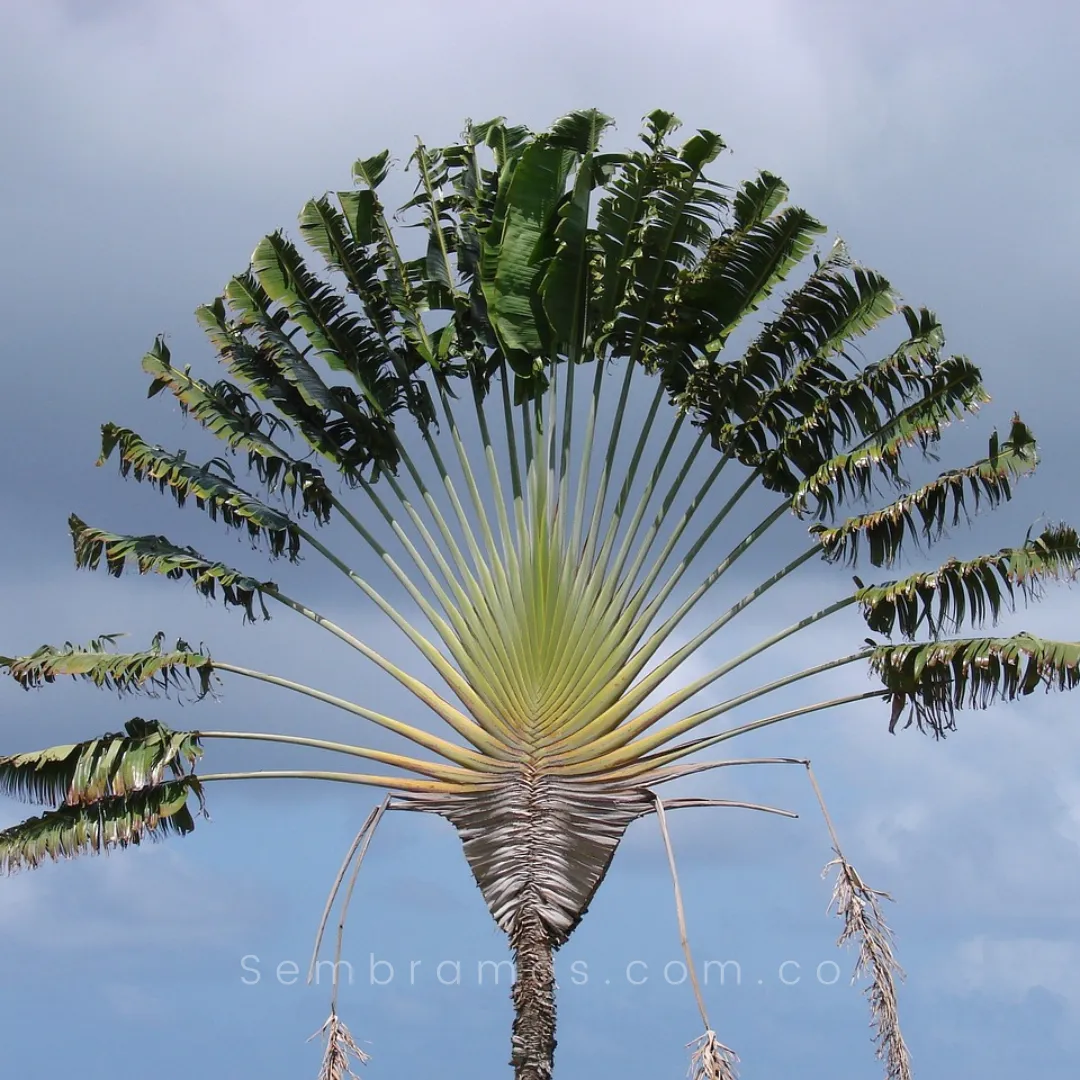 Planta Palma del Viajero