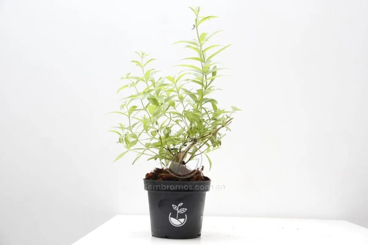 Planta Cedrón - Imagen 2