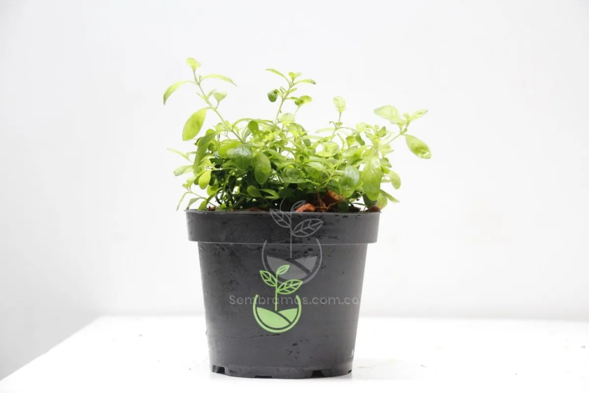 Planta Menta - Imagen 2