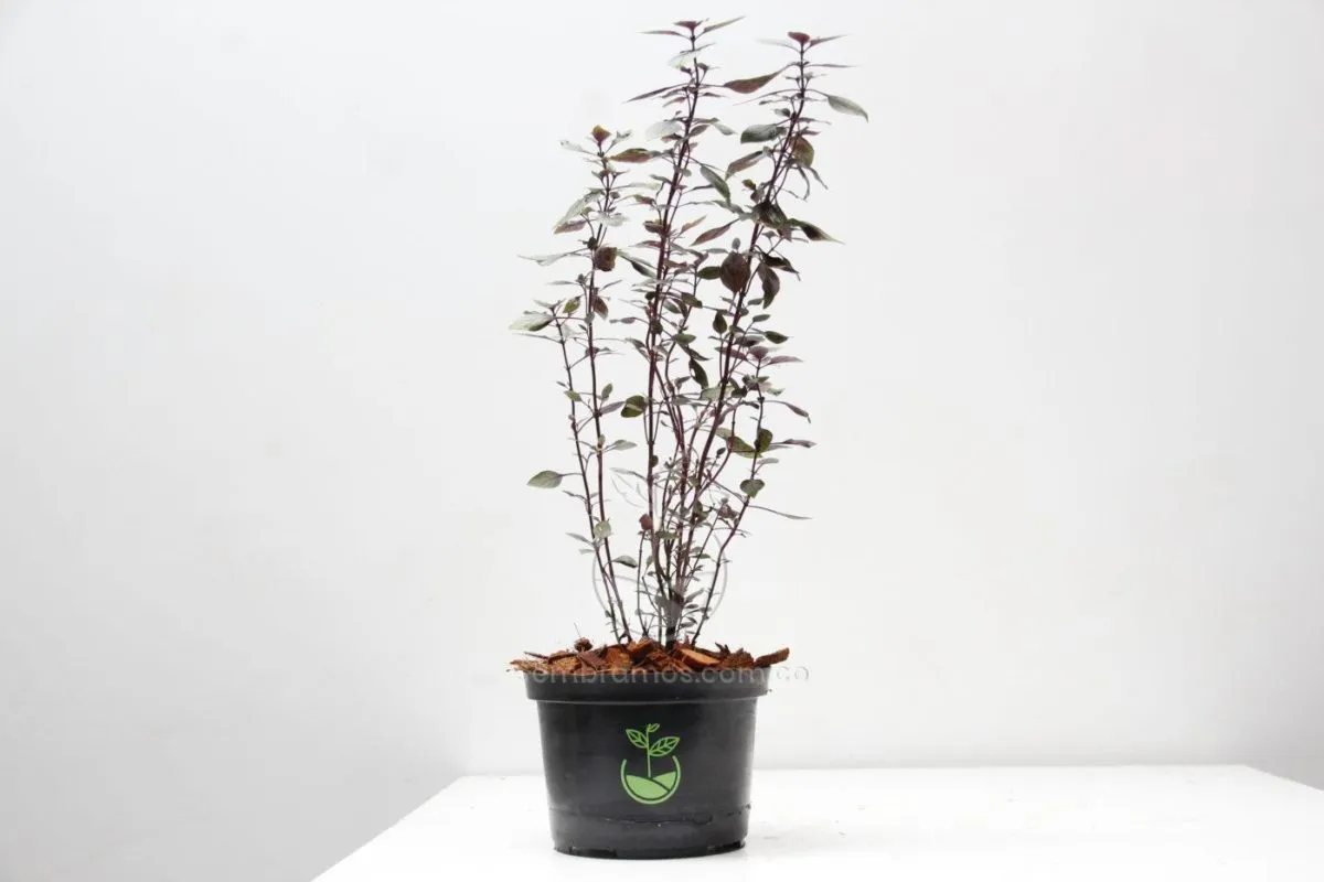 Planta Albahaca Morada - Imagen 2