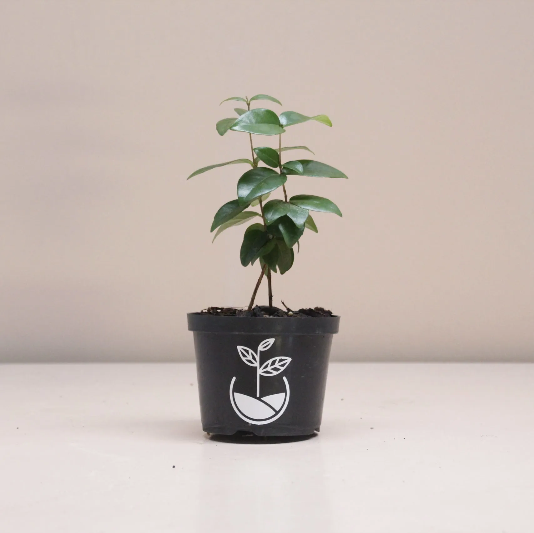 Árbol Pitanga - Imagen 3