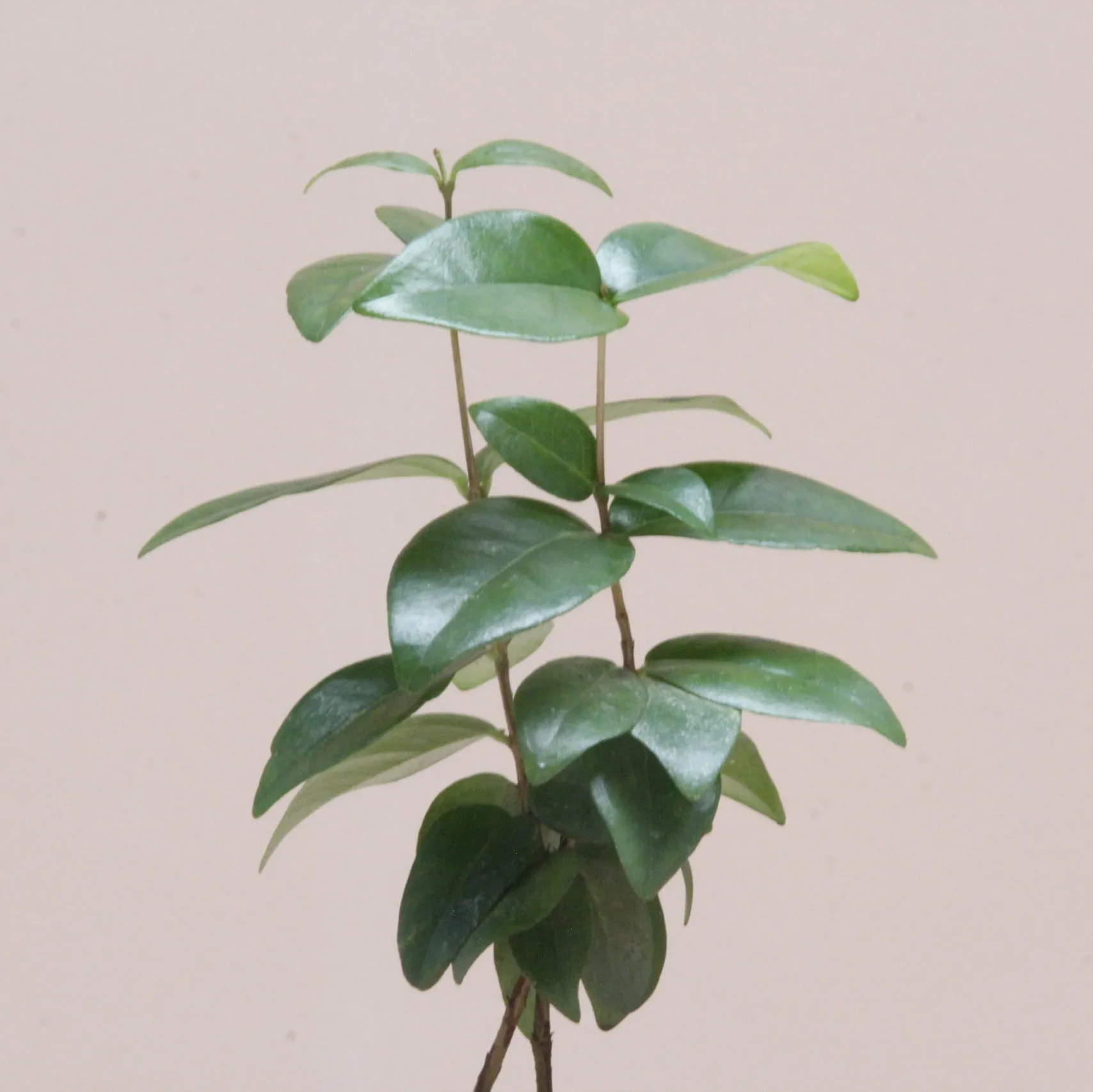 Árbol Pitanga - Imagen 2