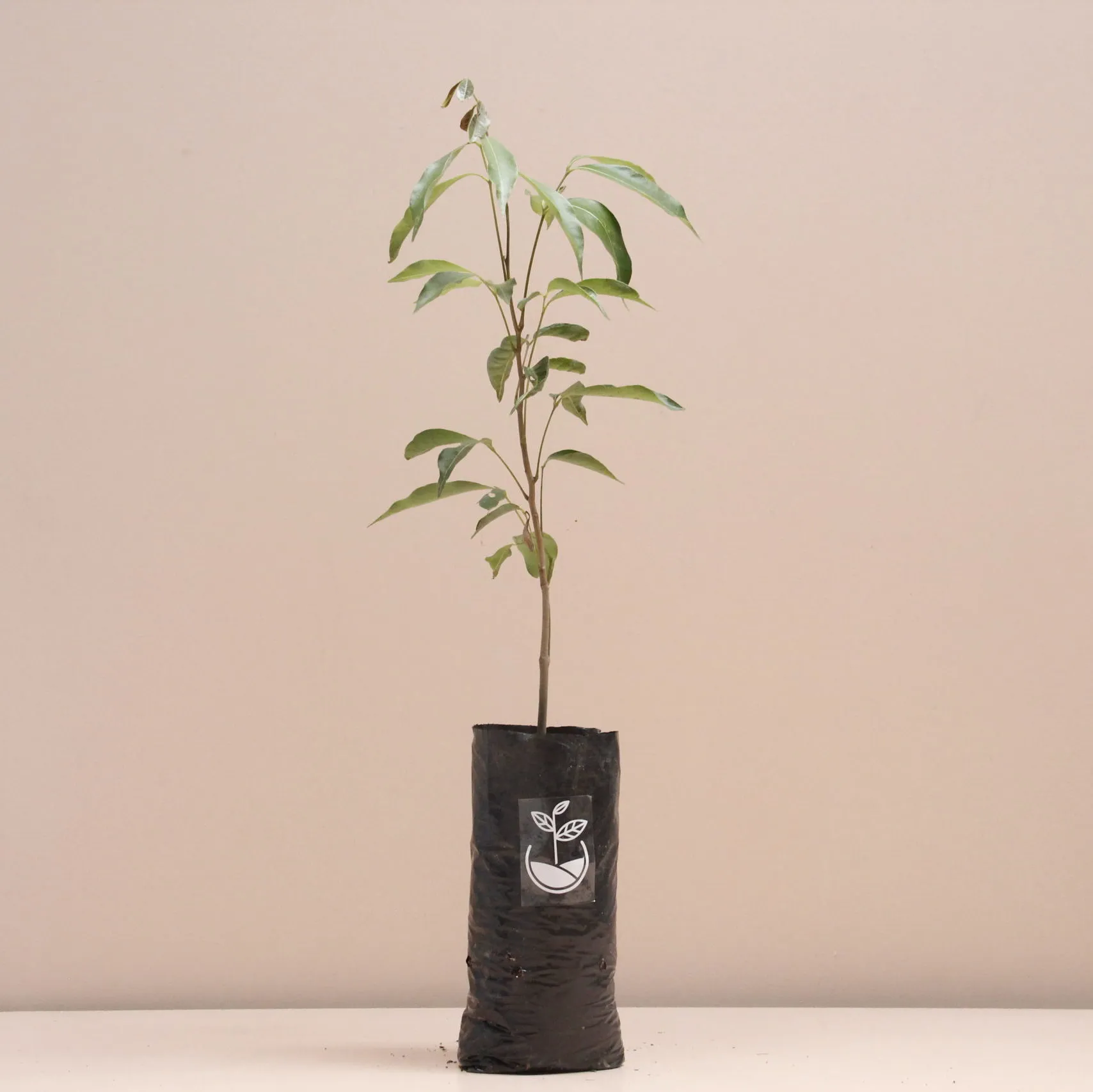 Árbol de Lichi - Imagen 2