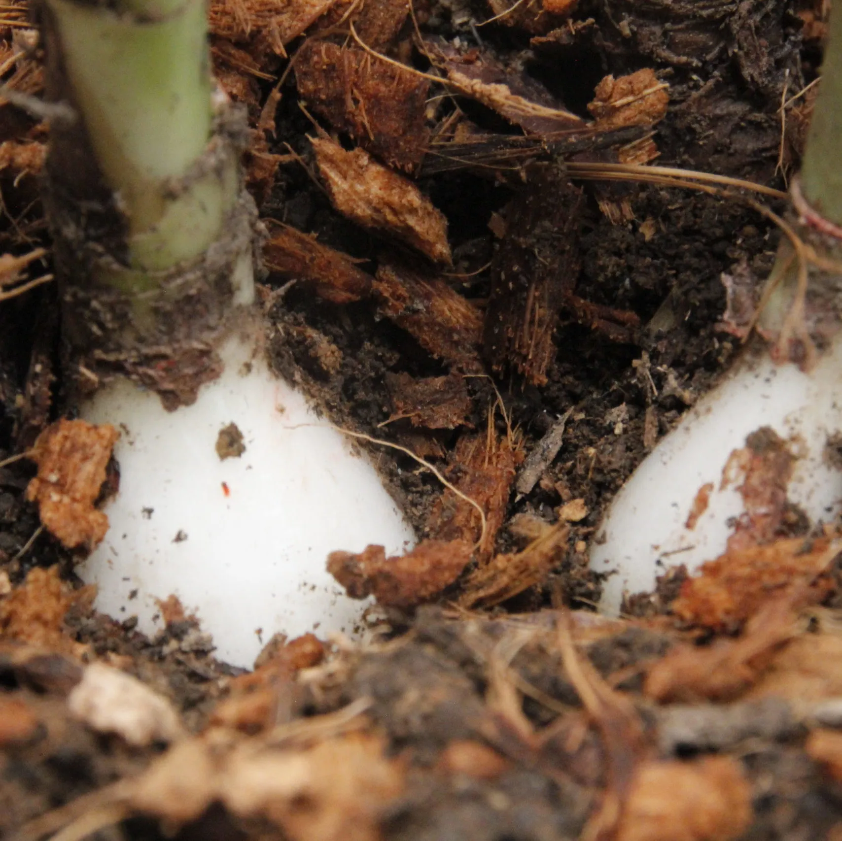 Bulbo de Planta Lirio - Imagen 3