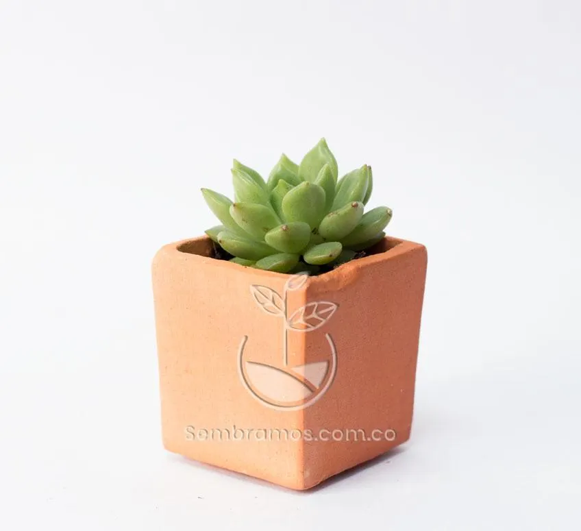 Suculenta Fabiola - Imagen 2