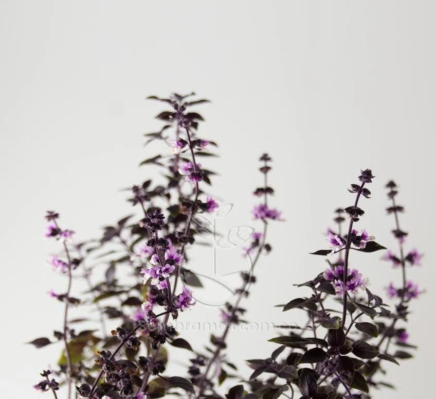Planta Albahaca Morada