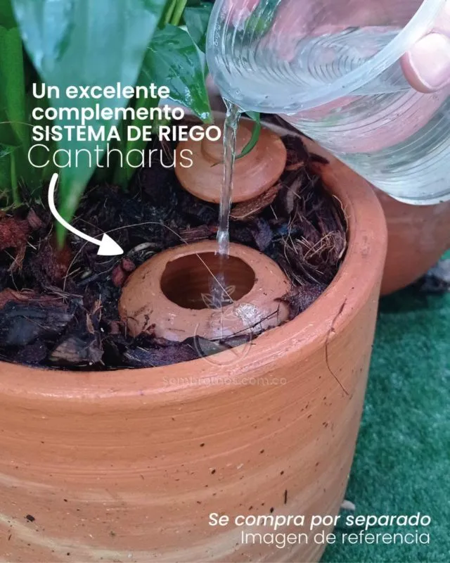 Planta Cedrón - Imagen 3