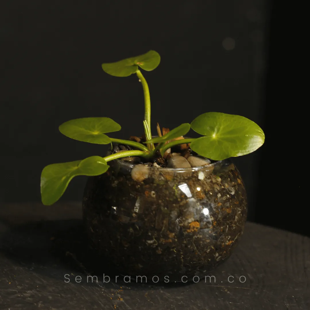 Planta Loto Copo de Nieve en Bola de Vidrio