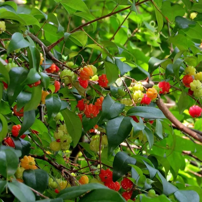 Árbol Pitanga