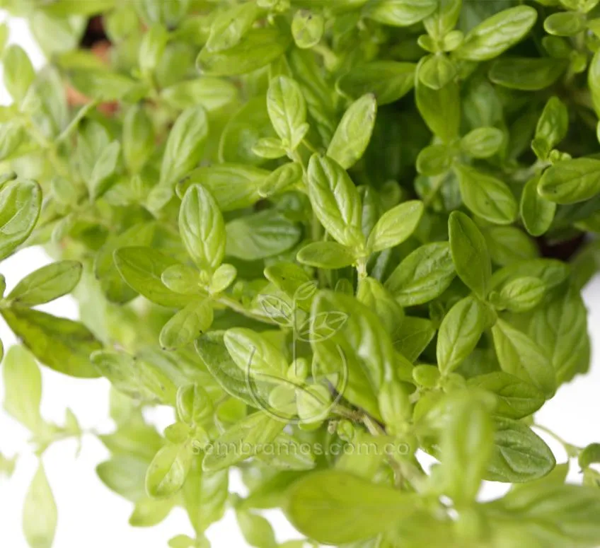 Planta Menta