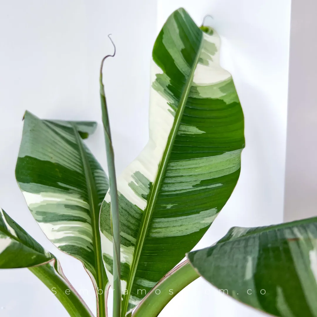 Planta Banano Variegado