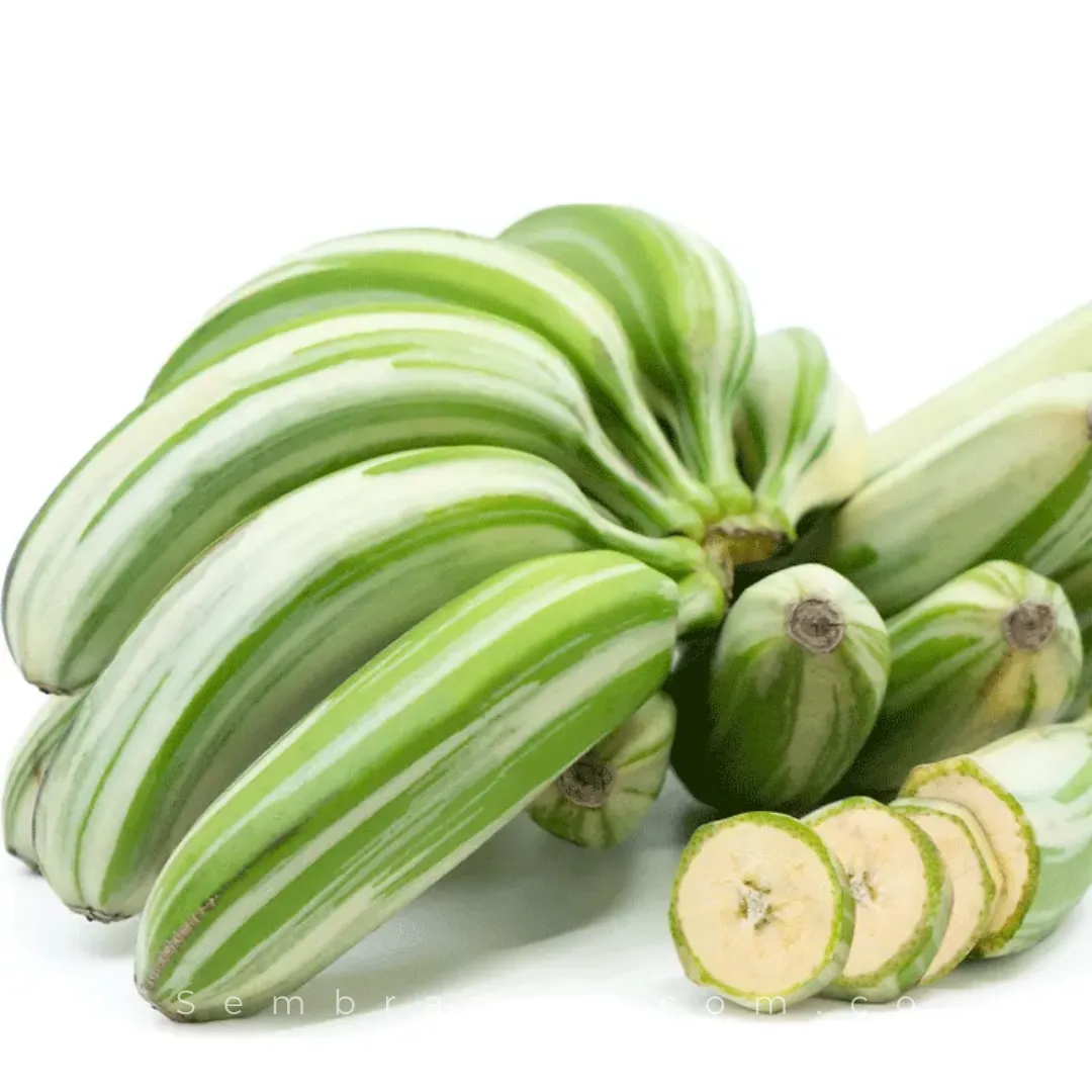 Planta Banano Variegado - Imagen 2