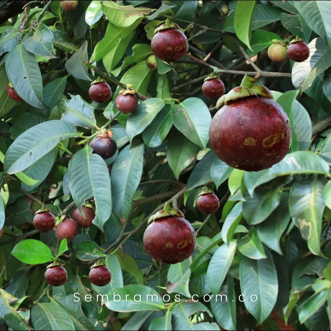 Árbol de Mangostino