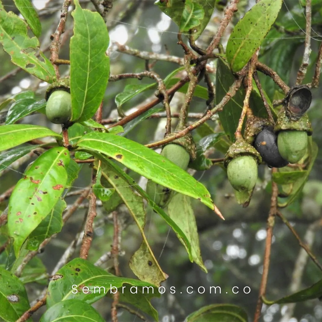 Árbol Comino Crespo