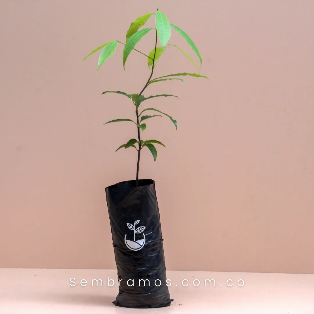 Árbol Comino Crespo - Imagen 2