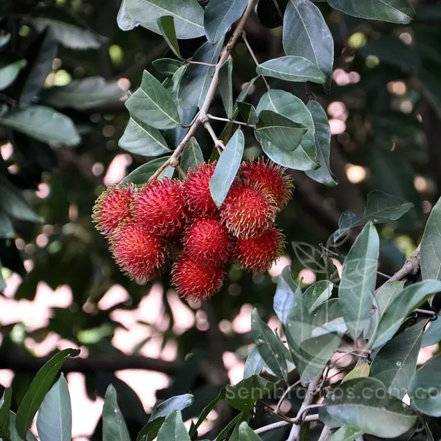Árbol Rambután